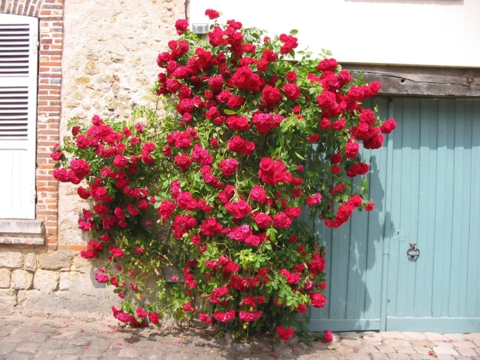 Роза гримпант кассандр плетистая