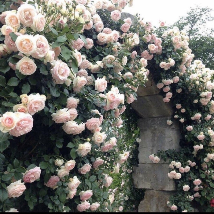 Роза альков плетистая