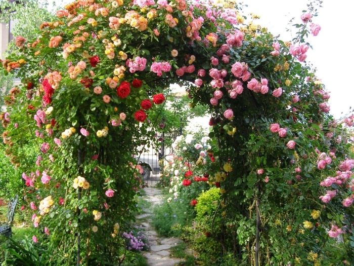 Роуз гарден плетистая