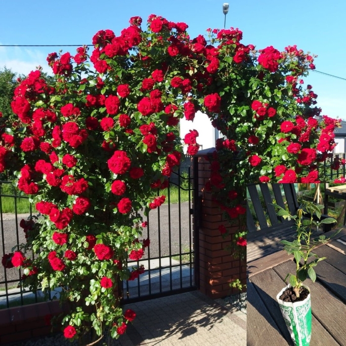 Роза амадеус плетистая