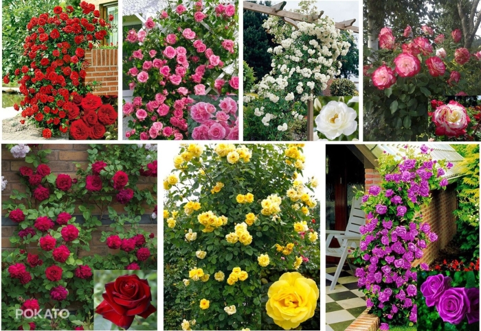 Роза уральская плетистая