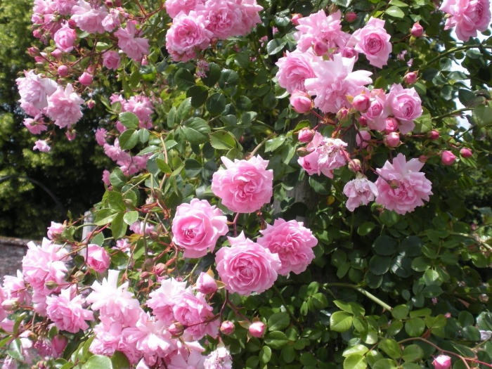 Фрагецайхен роза плетистая