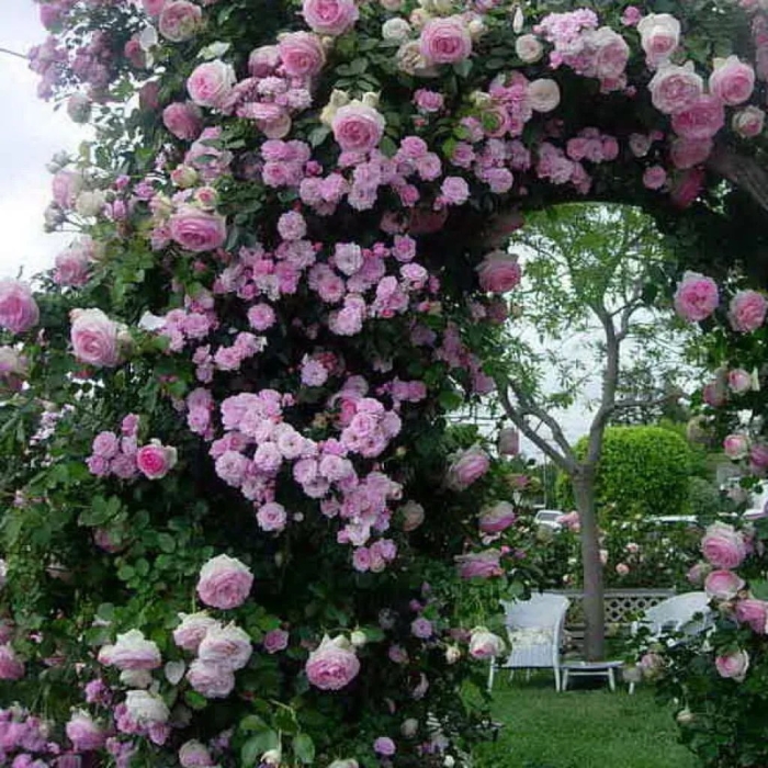 Индиголетта роза плетистая