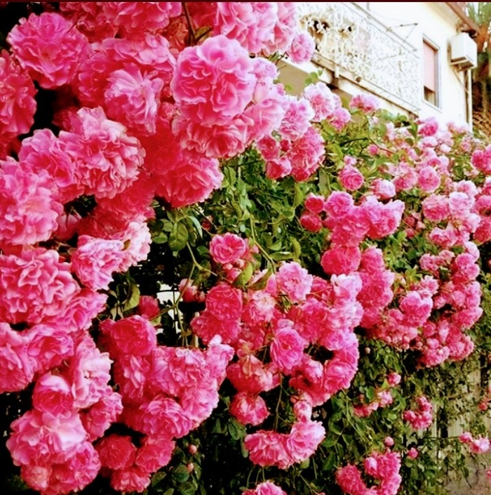 Роза плетистая розариум