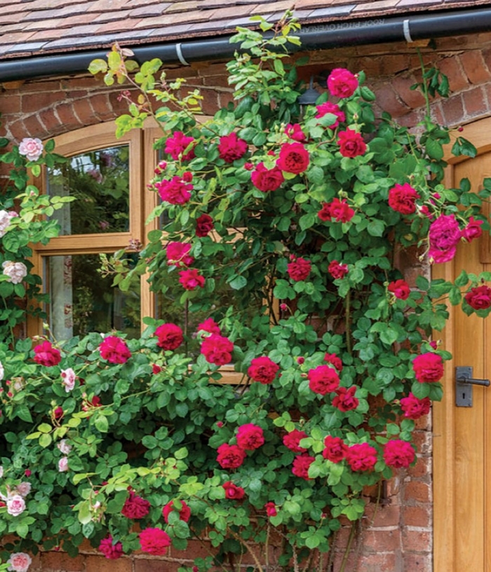 Плетистая роза фламентанц