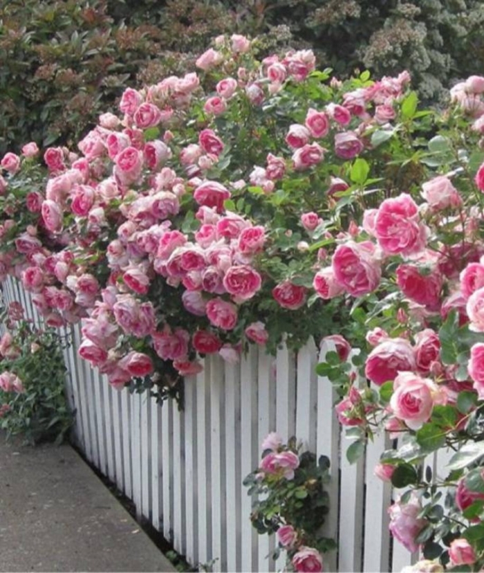 Плетистая роза изгородь