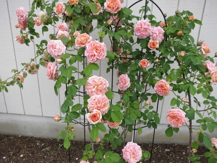 Плетистая роза полька