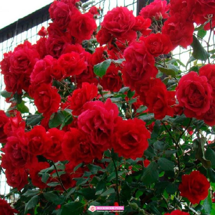 Роза плетистая симпати