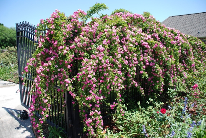 Роза плетистая вартбург