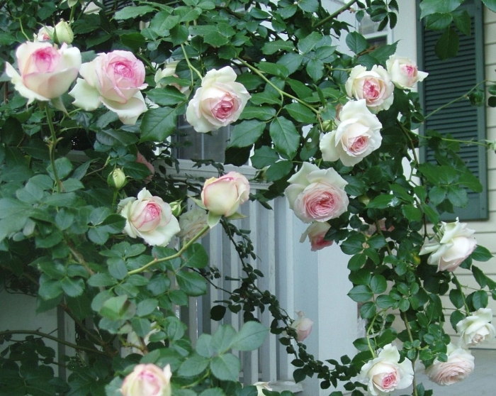 Роза пьер де ронсар