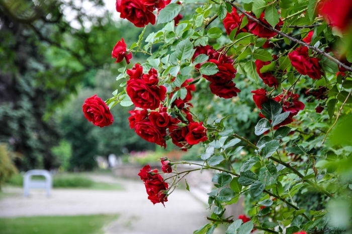 Роза плетистая сантана