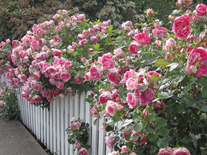 Роза плетистая мистер вондер