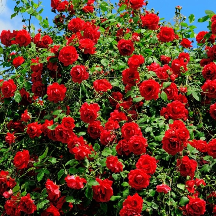 Роза плетистая мушимара