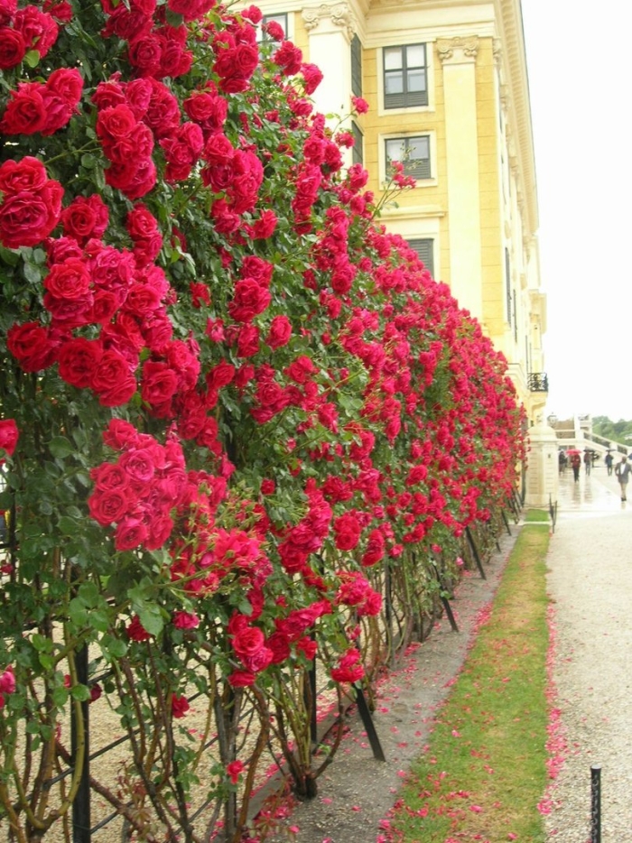 Роза плетистая фламентанц