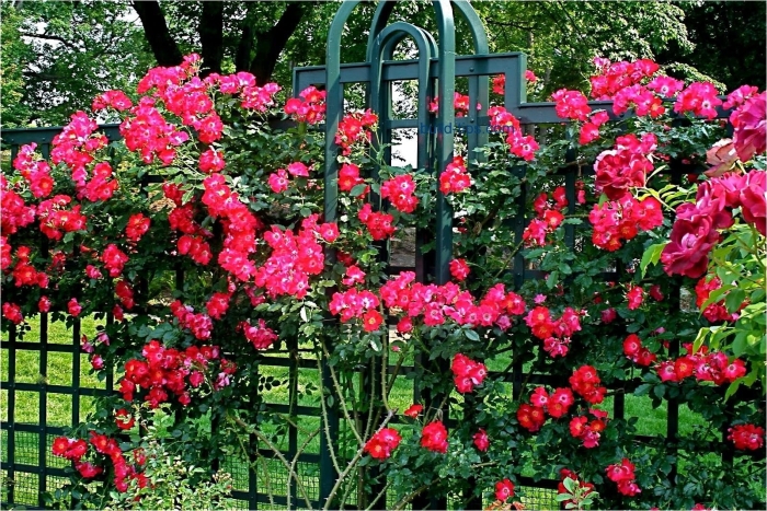 Дортмунд роза плетистая