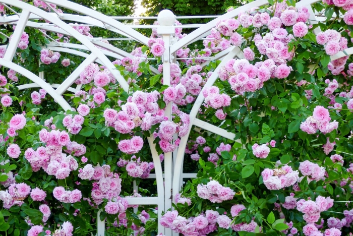 Роза плетистая мелкоцветковая