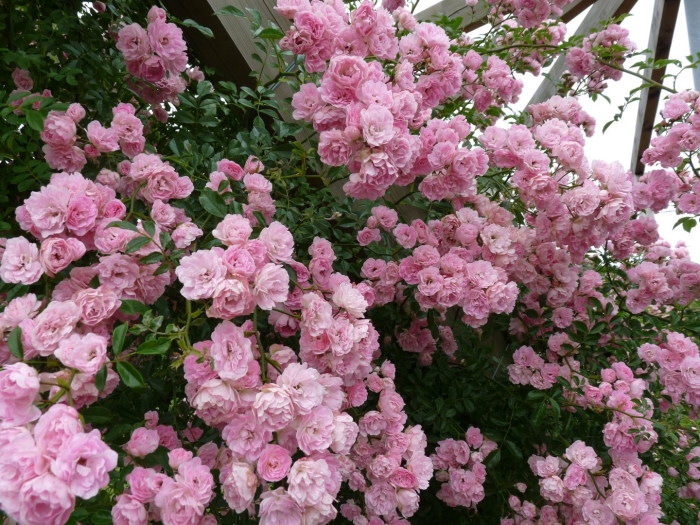 Роза плетистая розовая жемчужина