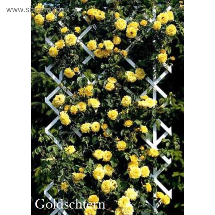 Роза голдштерн плетистая