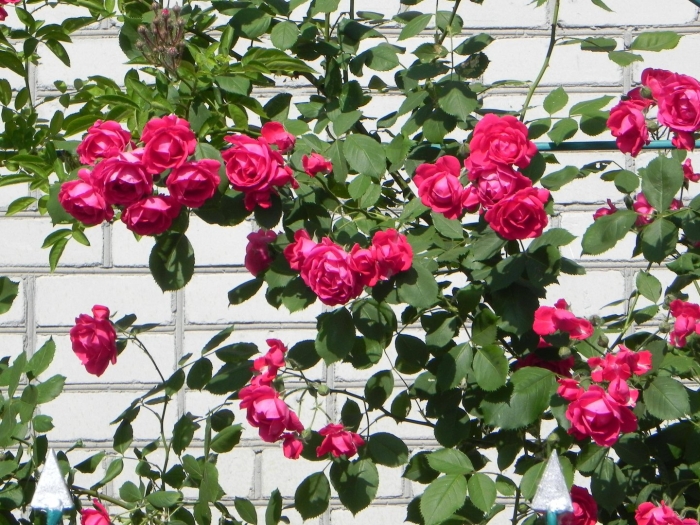 Роза плетистая салита