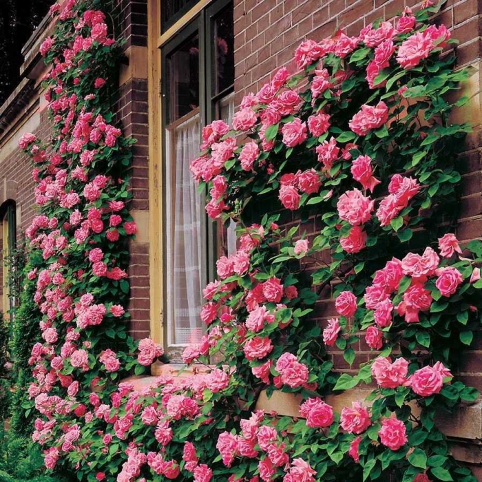 Вьющаяся роза