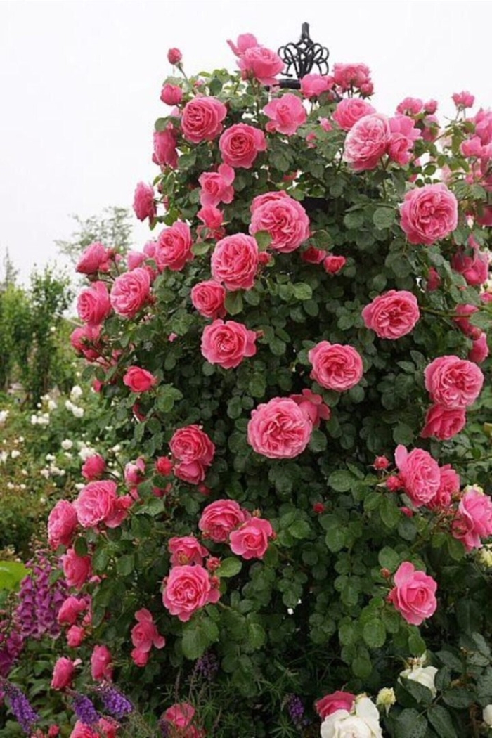 Роза плетистая пинк клод