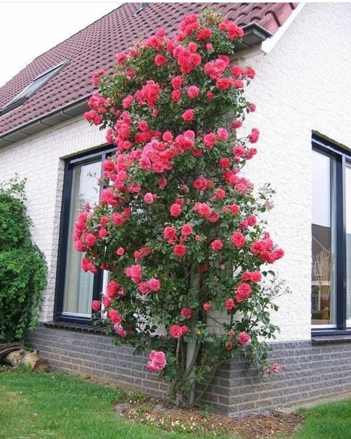 Роза розариум ютерсен