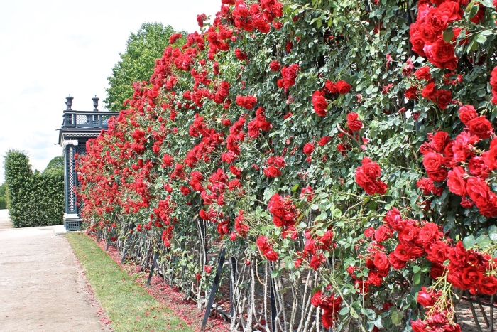 Роза плетистая красная