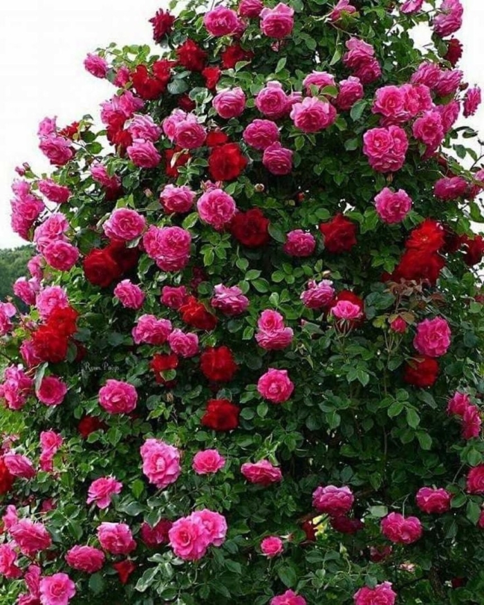 Роза лагуна плетистая