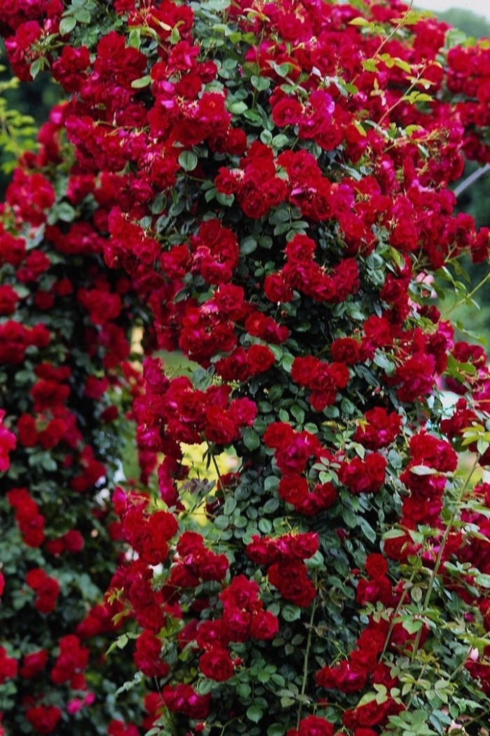 Роза клаймбинг голдмари плетистая