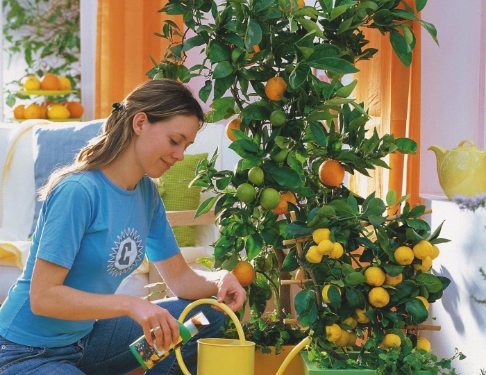 Цитрус (комнатное растение) лимон мейера