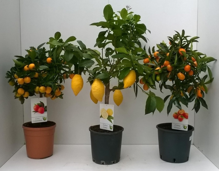 Цитрофортунелла kumquat