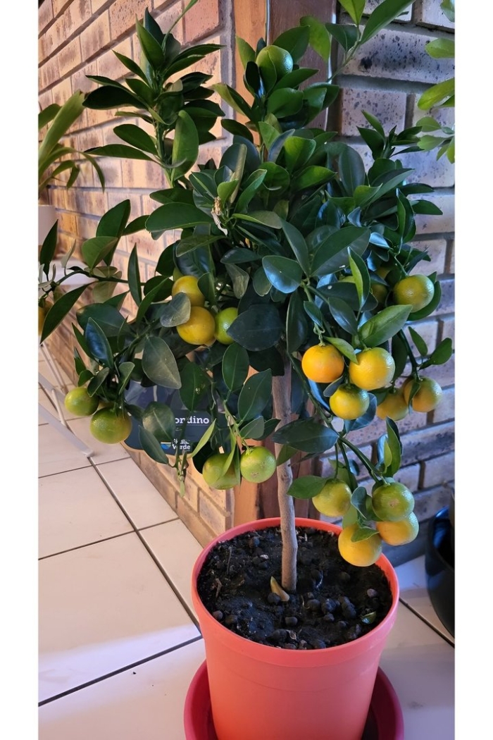 Каламондин мандарин кумкват