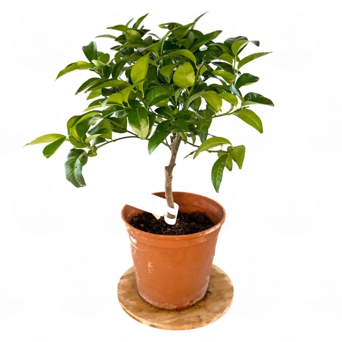 Цитрусовые комнатные растения