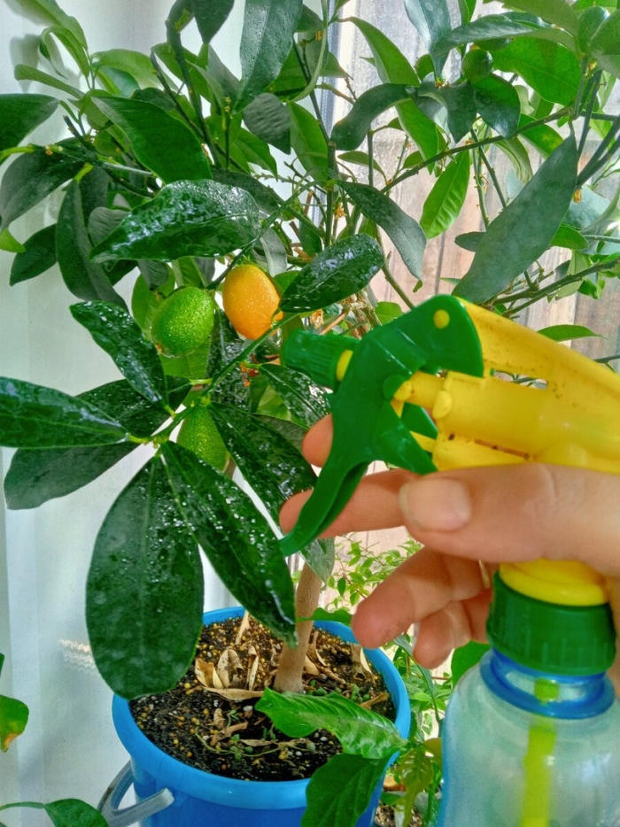 Выращивание цитрусовых