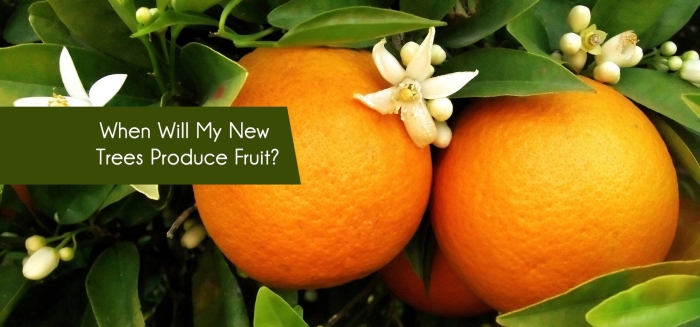 Апельсиновое дерево