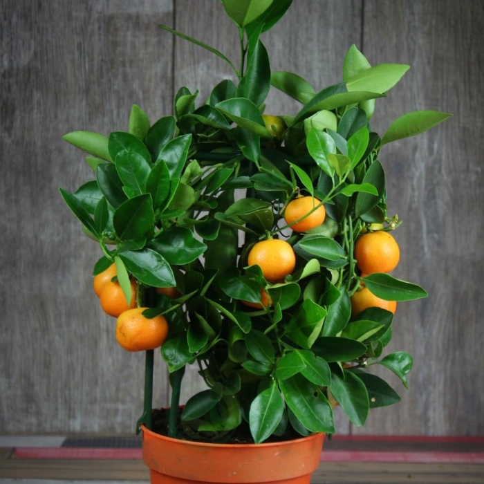 Цитрофортунелла каламондин