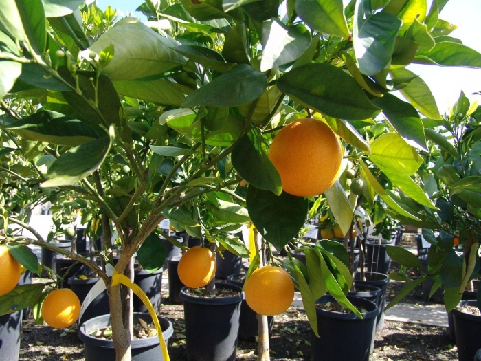 Citrus sinensis