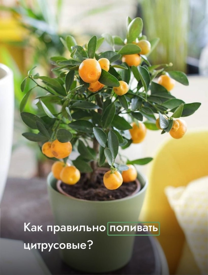 Мандариновое дерево в домашних условиях