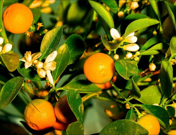 Тристеза цитрусовых