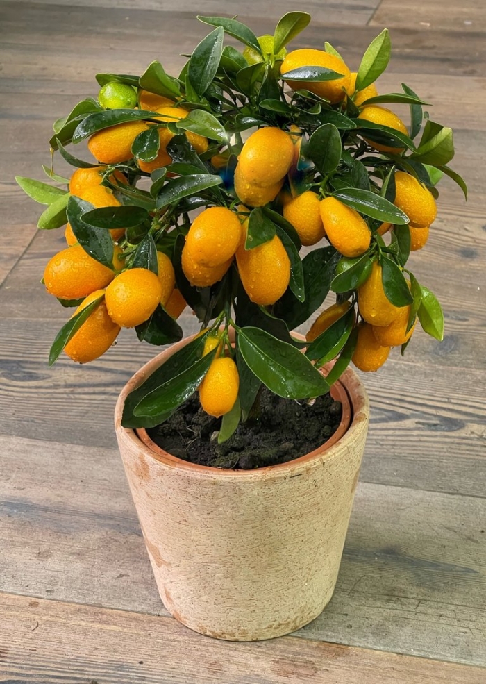 Кумкват комнатное растение