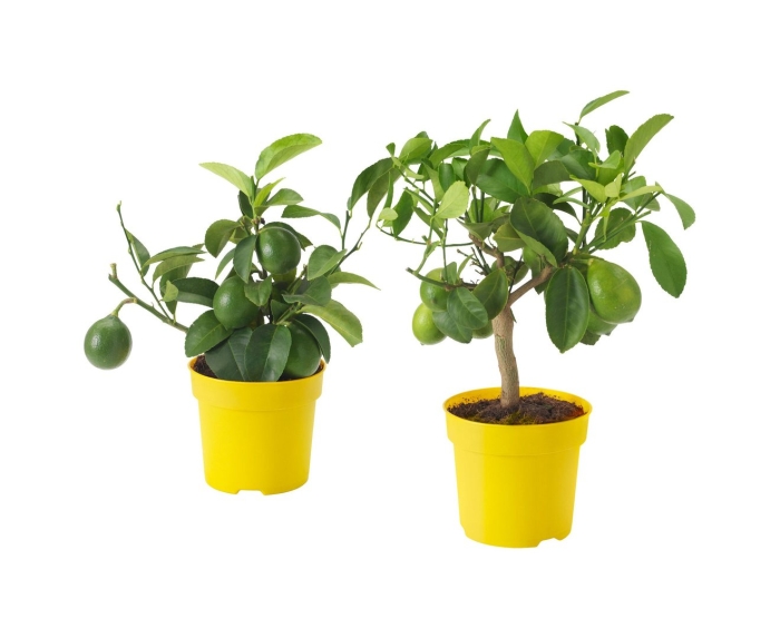 Цитрус лимон в горшке