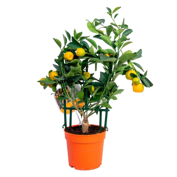 Цитрофортунелла кумкват