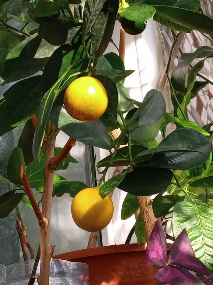Лимонное дерево