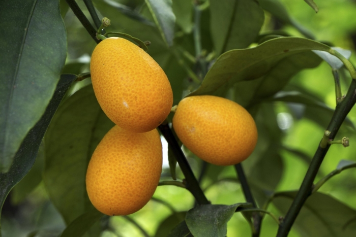 Фортунелла кинкан кумкват