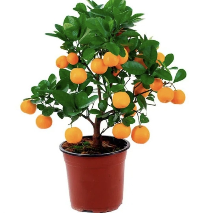 Цитрус каламондин цитрофортунелла