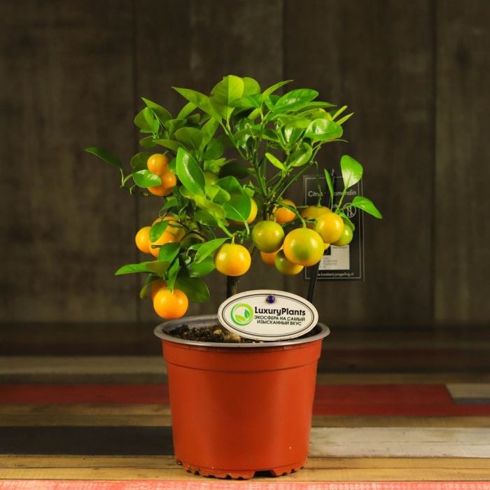 Цитрофортунелла каламондин