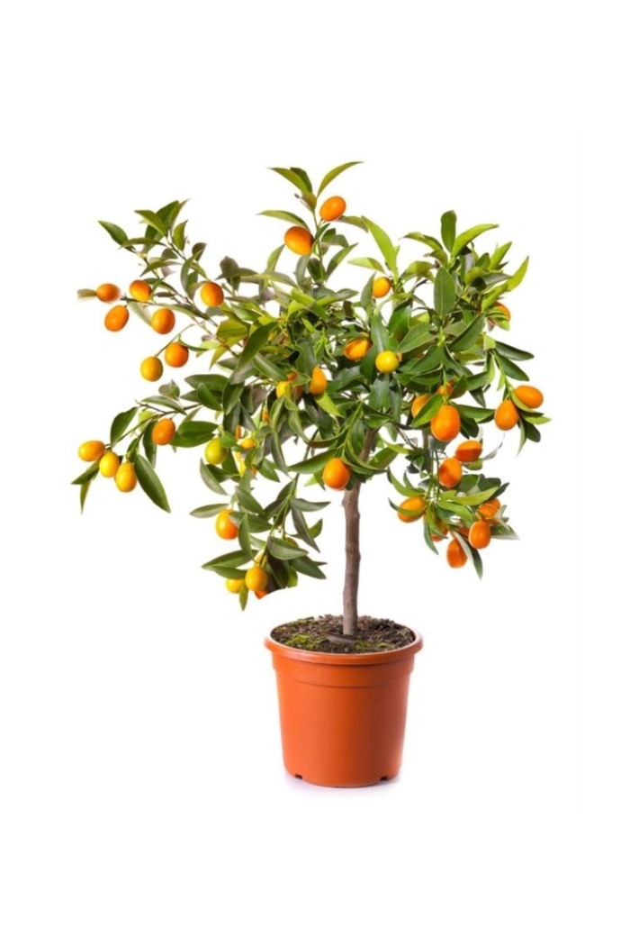 Кумкват куст