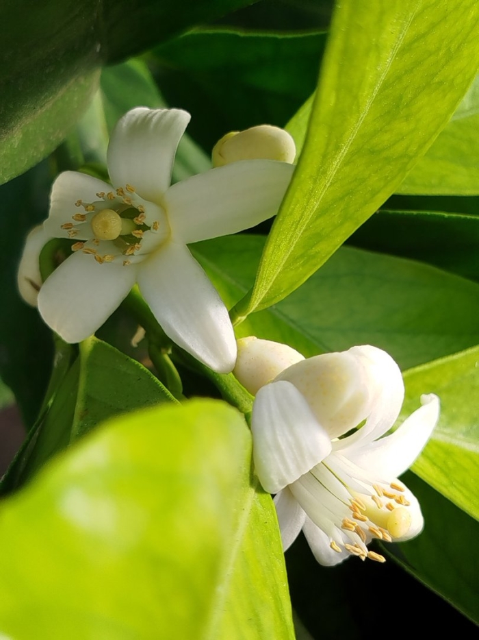 Цветок апельсина флердоранж