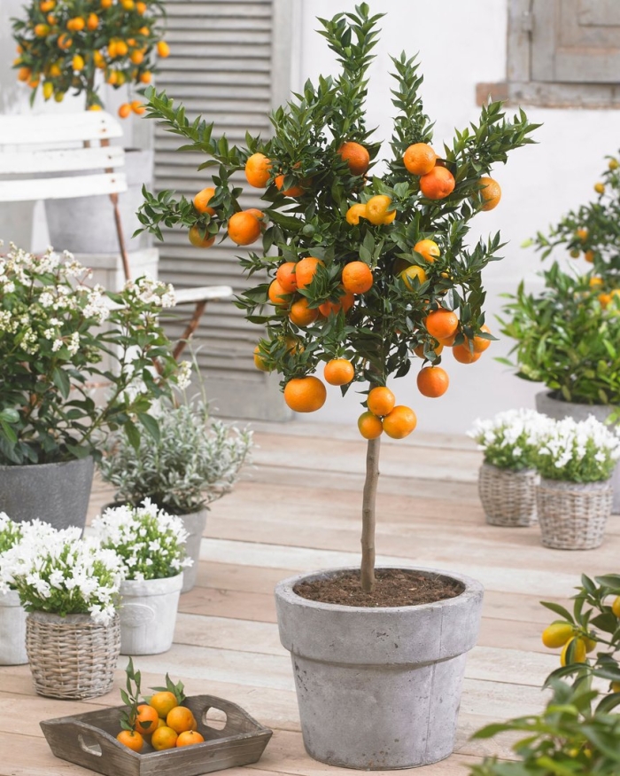 Мандариновое дерево