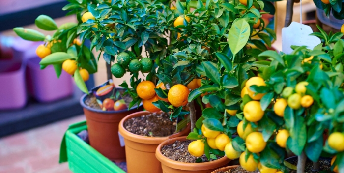 Каламондин (цитрофортунелла) апельсин